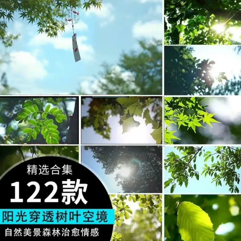 精选122款阳光穿透树叶空镜4K视频素材 第1张 精选122款阳光穿透树叶空镜4K视频素材 第1张