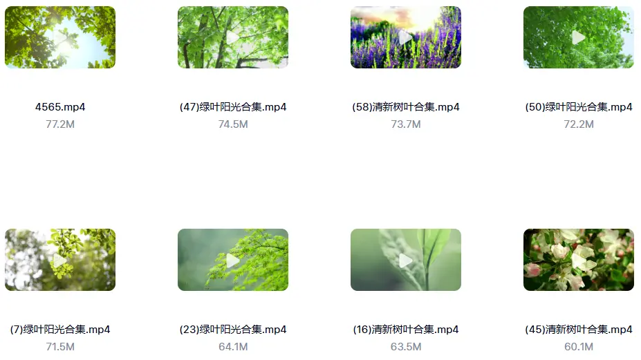 精选122款阳光穿透树叶空镜4K视频素材 第6张 精选122款阳光穿透树叶空镜4K视频素材 第6张