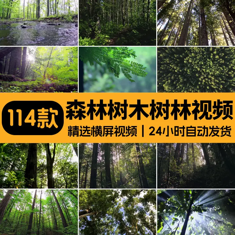 精选114款森林阳光照射大自然美景4K超清视频素材 第1张 精选114款森林阳光照射大自然美景4K超清视频素材 第1张
