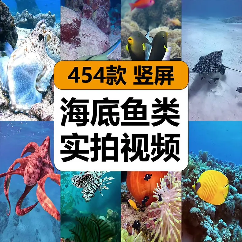 454款海底鱼类海洋珊瑚实拍竖屏视频素材 第1张 454款海底鱼类海洋珊瑚实拍竖屏视频素材 第1张