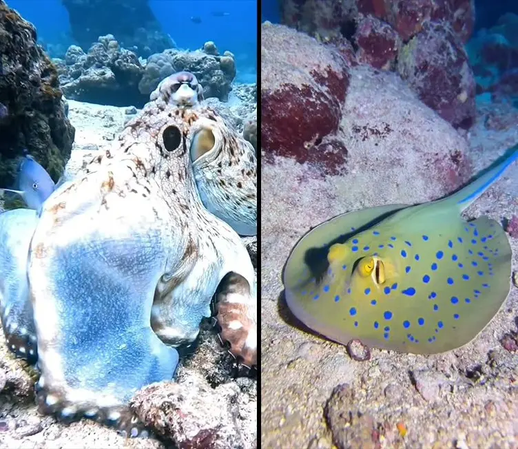 454款海底鱼类海洋珊瑚实拍竖屏视频素材 第2张 454款海底鱼类海洋珊瑚实拍竖屏视频素材 第2张