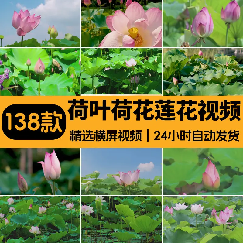 精选138款唯美清新荷叶荷花莲花横屏视频素材 第1张 精选138款唯美清新荷叶荷花莲花横屏视频素材 第1张