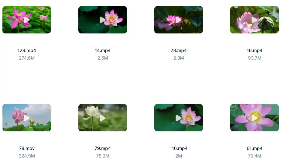 精选138款唯美清新荷叶荷花莲花横屏视频素材 第6张 精选138款唯美清新荷叶荷花莲花横屏视频素材 第6张