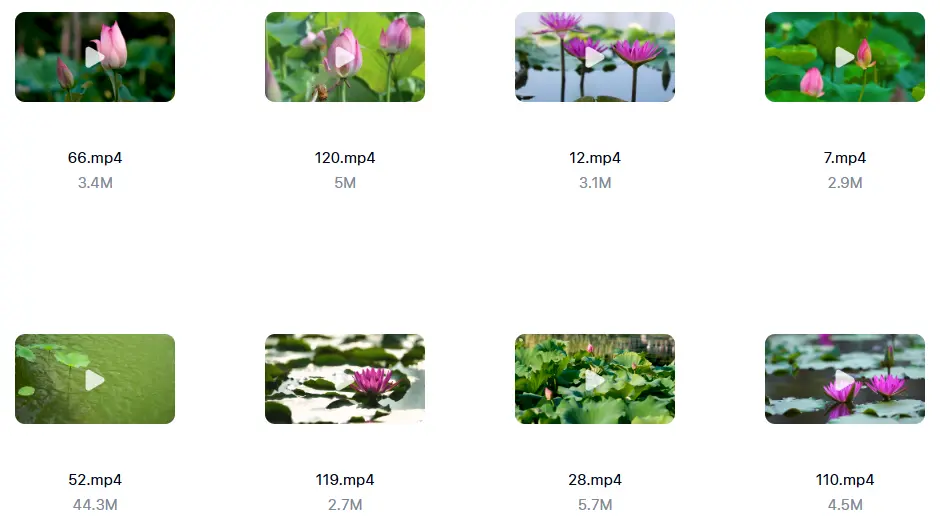 精选138款唯美清新荷叶荷花莲花横屏视频素材 第7张 精选138款唯美清新荷叶荷花莲花横屏视频素材 第7张