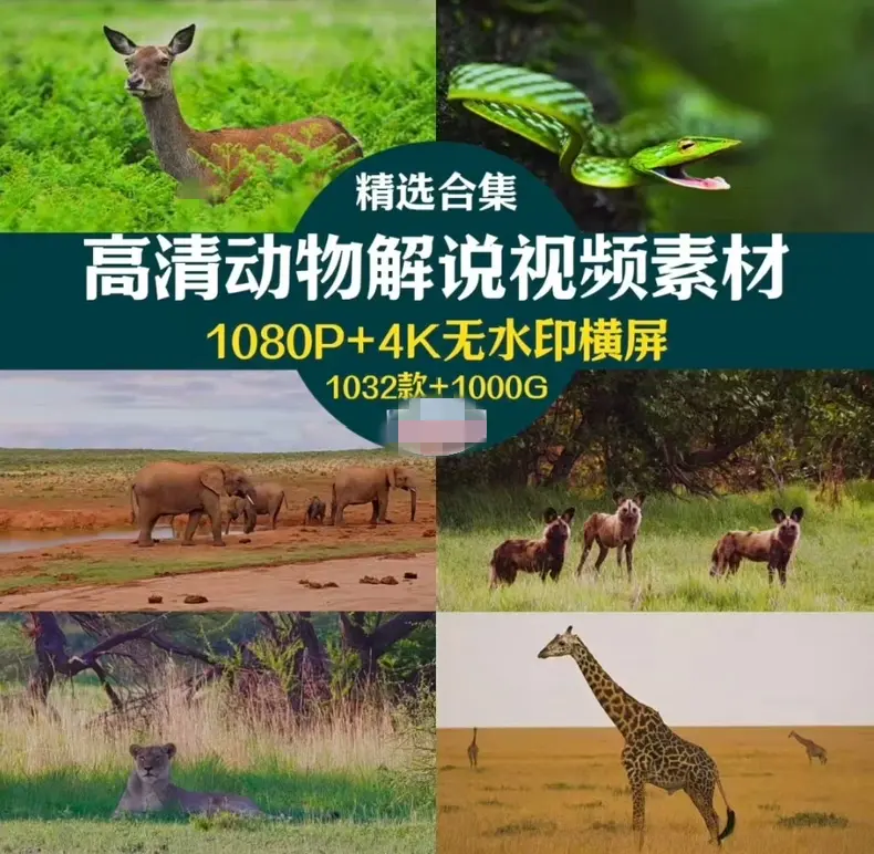 1000G野生动物世界4K高清纪录片横屏视频素材 无字幕 第1张 1000G野生动物世界4K高清纪录片横屏视频素材 无字幕 第1张