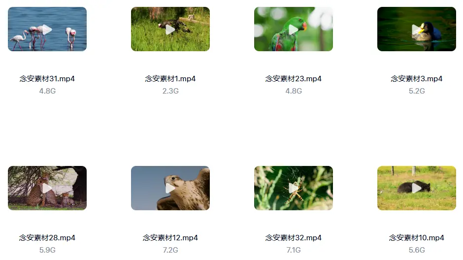 1000G野生动物世界4K高清纪录片横屏视频素材 无字幕 第3张 1000G野生动物世界4K高清纪录片横屏视频素材 无字幕 第3张