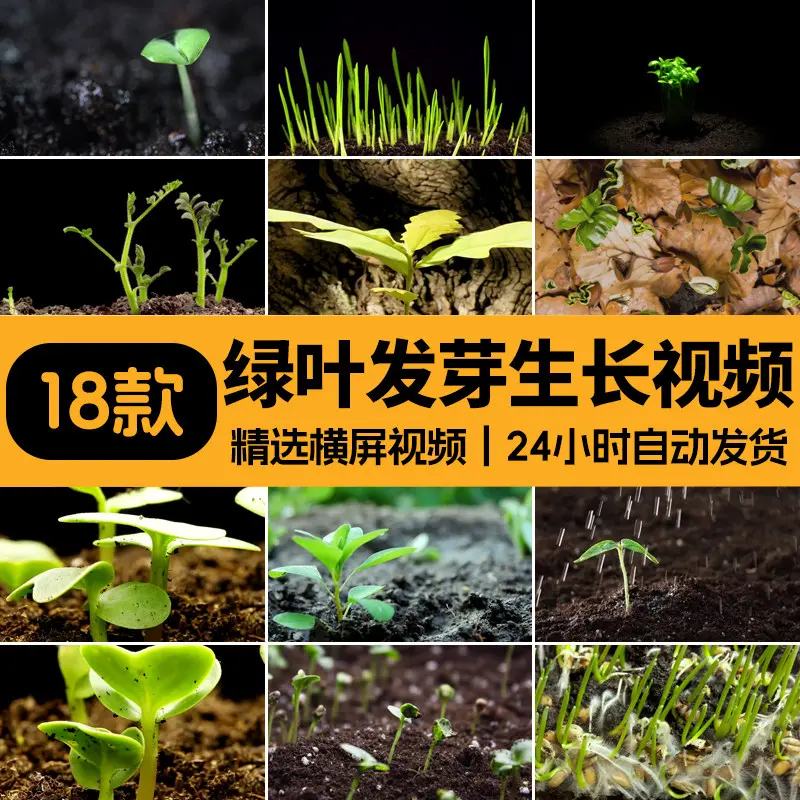18款精选绿叶发芽生长横屏延时视频素材 第1张 18款精选绿叶发芽生长横屏延时视频素材 第1张
