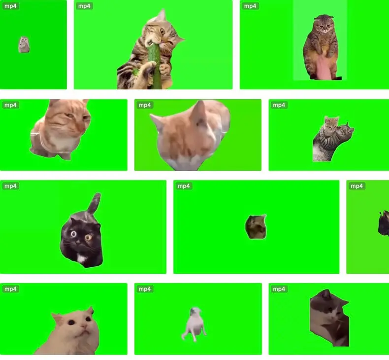 7200+款猫meme绿幕视频素材+背景素材+音效+教程 第3张 7200+款猫meme绿幕视频素材+背景素材+音效+教程 第3张