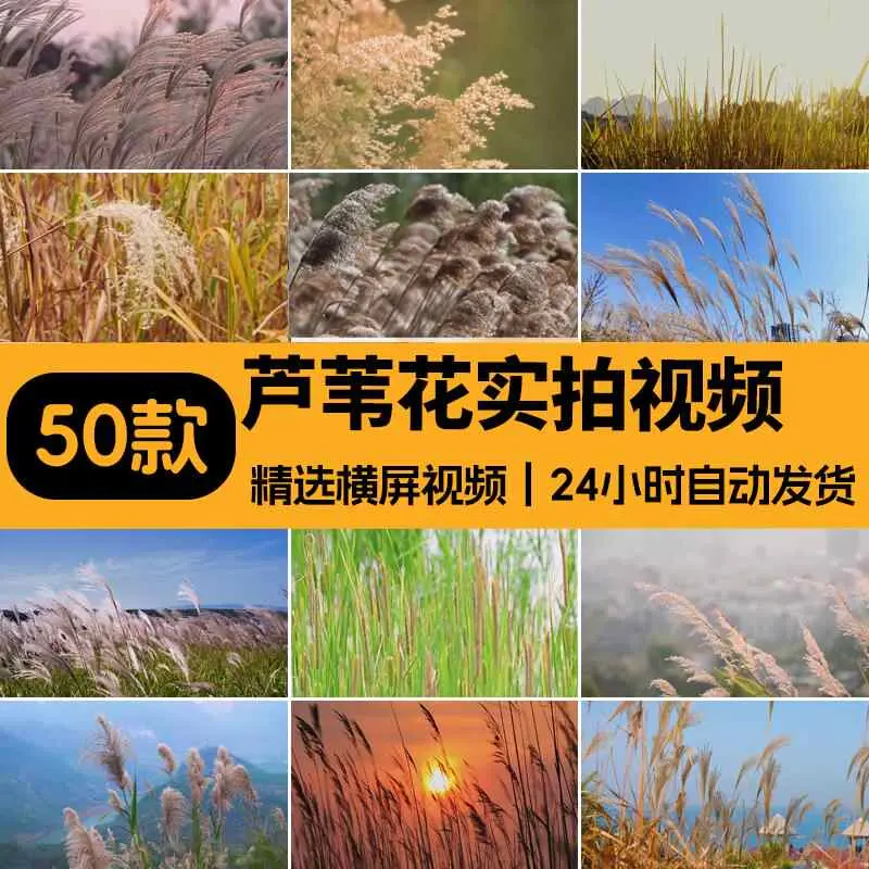 精选50款4K夕阳黄昏芦苇荡风景横屏视频素材 第1张 精选50款4K夕阳黄昏芦苇荡风景横屏视频素材 第1张
