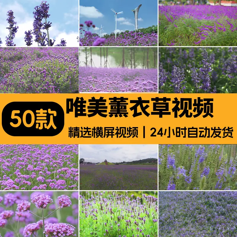 精选50款唯美薰衣草风景横屏4K视频素材 第1张 精选50款唯美薰衣草风景横屏4K视频素材 第1张