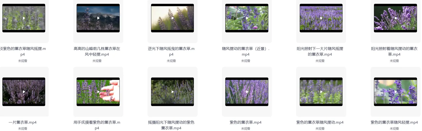 精选50款唯美薰衣草风景横屏4K视频素材 第6张 精选50款唯美薰衣草风景横屏4K视频素材 第6张