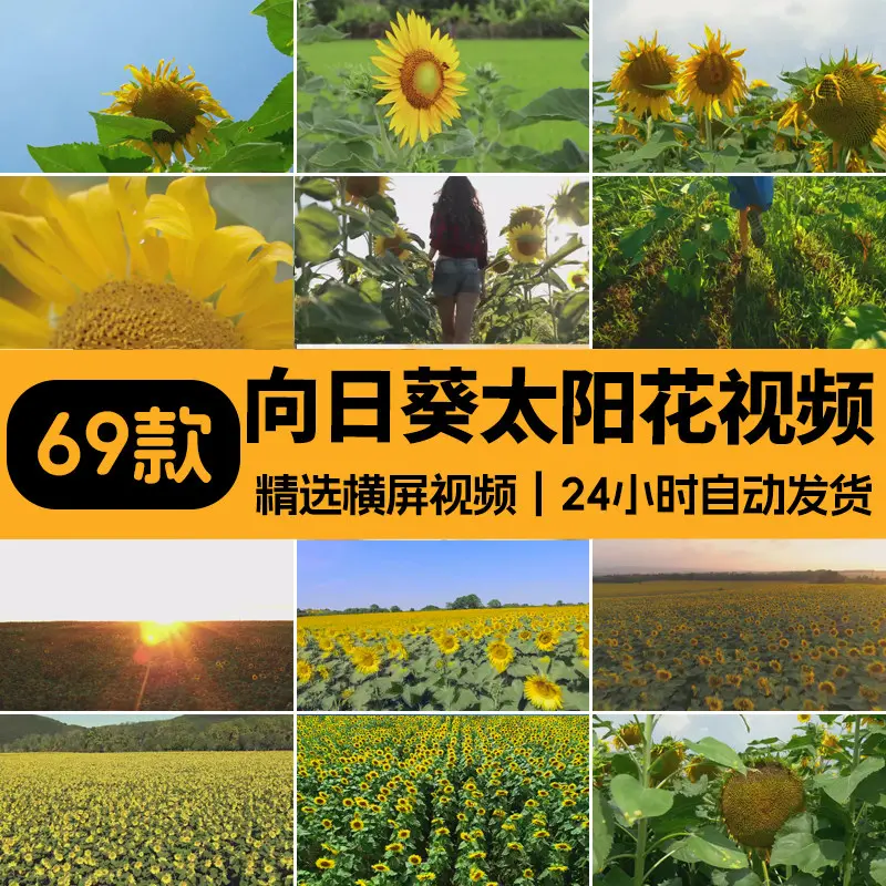 精选69款特写向日葵太阳花风景横屏视频素材 第1张 精选69款特写向日葵太阳花风景横屏视频素材 第1张