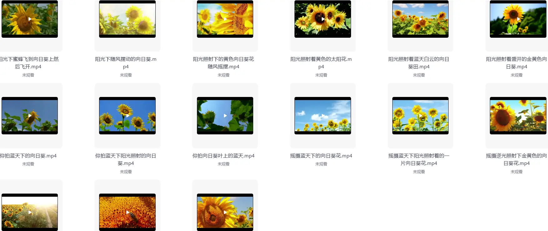 精选69款特写向日葵太阳花风景横屏视频素材 第5张 精选69款特写向日葵太阳花风景横屏视频素材 第5张