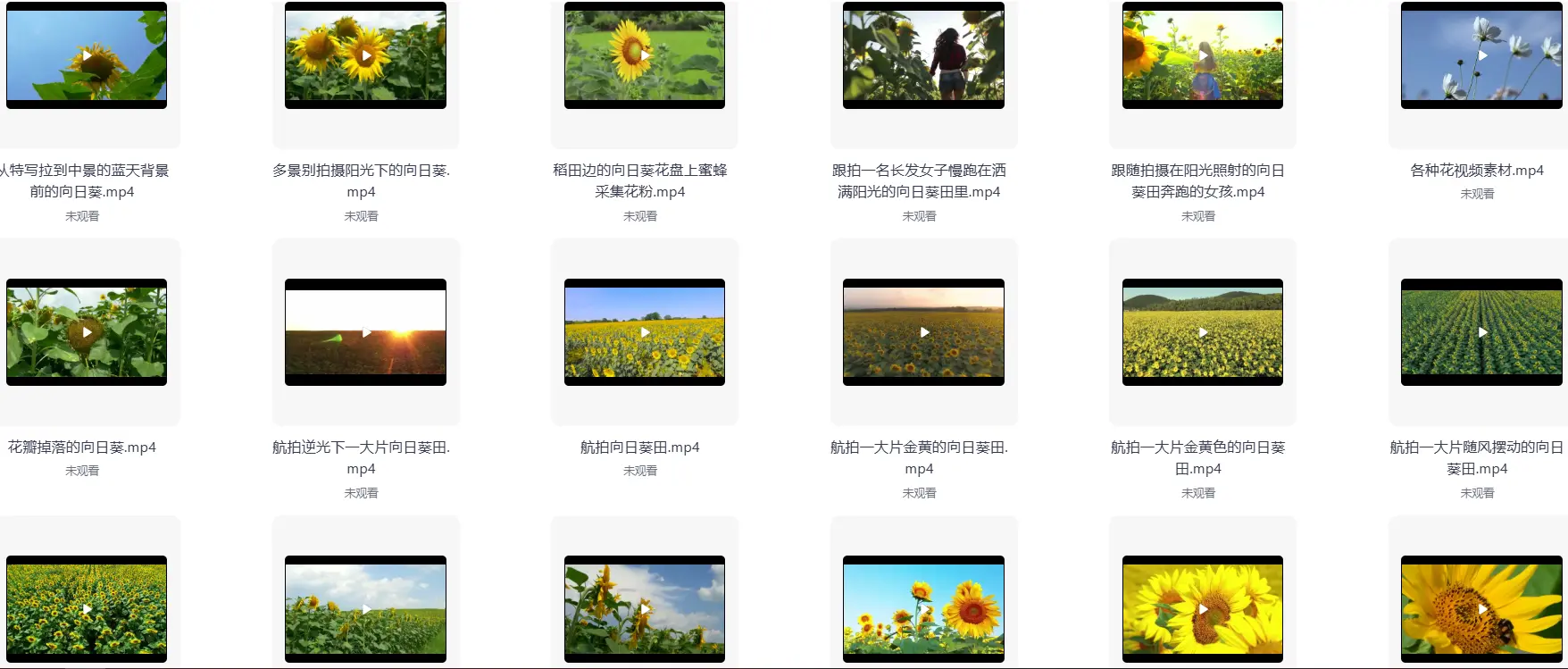 精选69款特写向日葵太阳花风景横屏视频素材 第2张 精选69款特写向日葵太阳花风景横屏视频素材 第2张