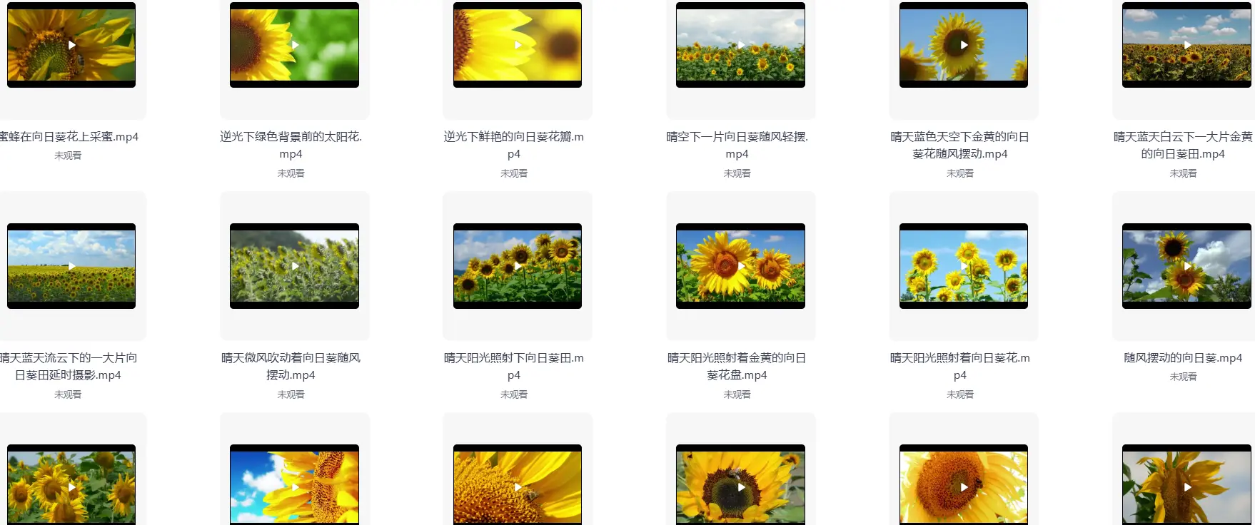 精选69款特写向日葵太阳花风景横屏视频素材 第3张 精选69款特写向日葵太阳花风景横屏视频素材 第3张