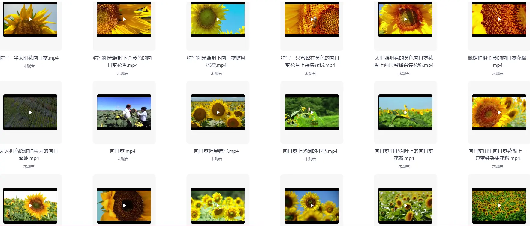 精选69款特写向日葵太阳花风景横屏视频素材 第4张 精选69款特写向日葵太阳花风景横屏视频素材 第4张