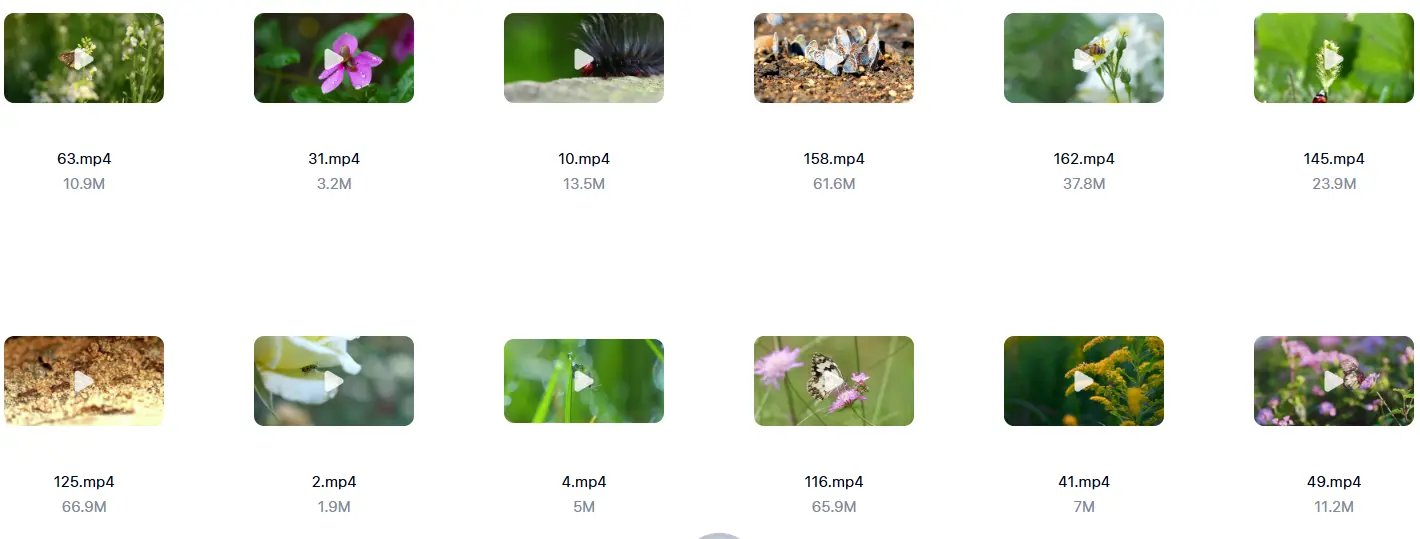 精选213款春天昆虫微距特写自然视频素材 第2张 精选213款春天昆虫微距特写自然视频素材 第2张